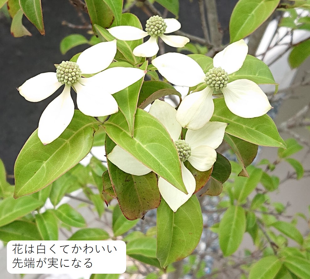 シンボルツリー　ヤマボウシ　花